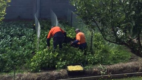 Inmates work in the Risdon Prison vegetable garden March 2016