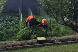 Inmates work in the Risdon Prison vegetable garden March 2016