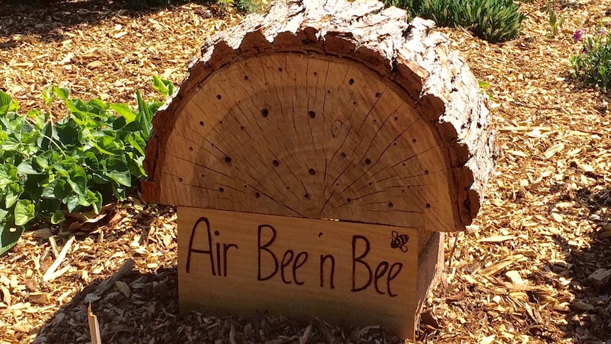 Holes drilled in wood stump to encourage native bees into backyard.