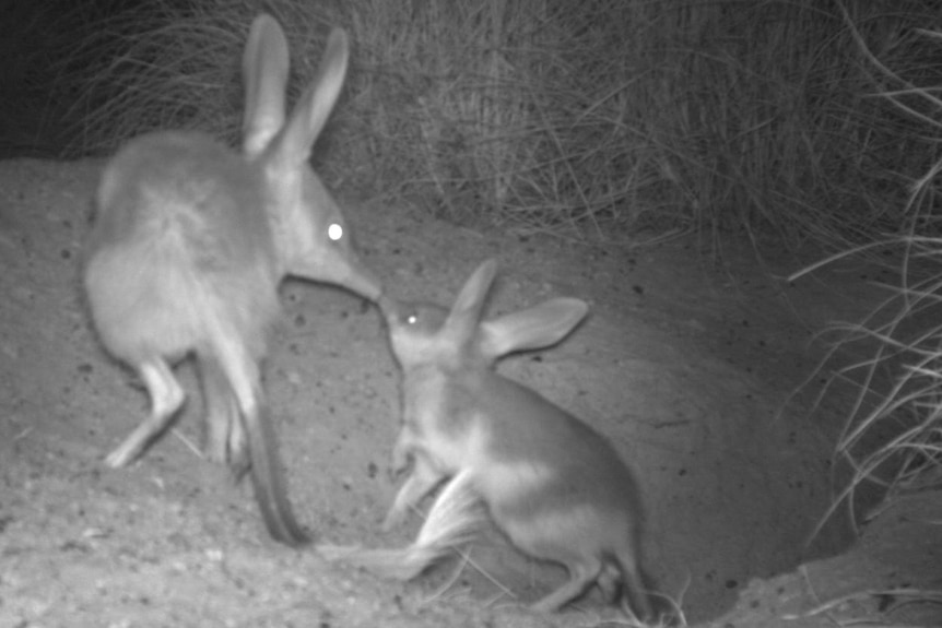 A mother and her baby Bilby were caught on a night vision camera.