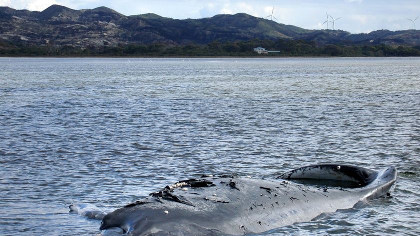 The whale has been stranded in Albany's Princess Royal harbour for two weeks.
