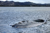 The whale has been stranded in Albany's Princess Royal harbour for two weeks.