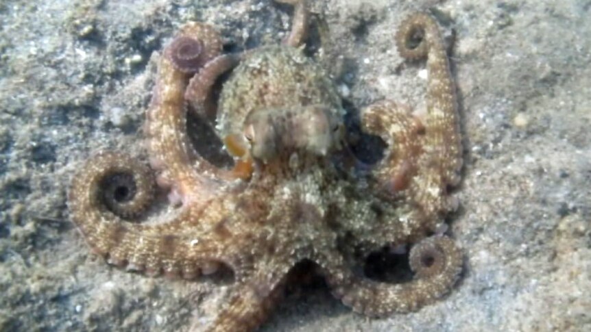 common sydney octopus