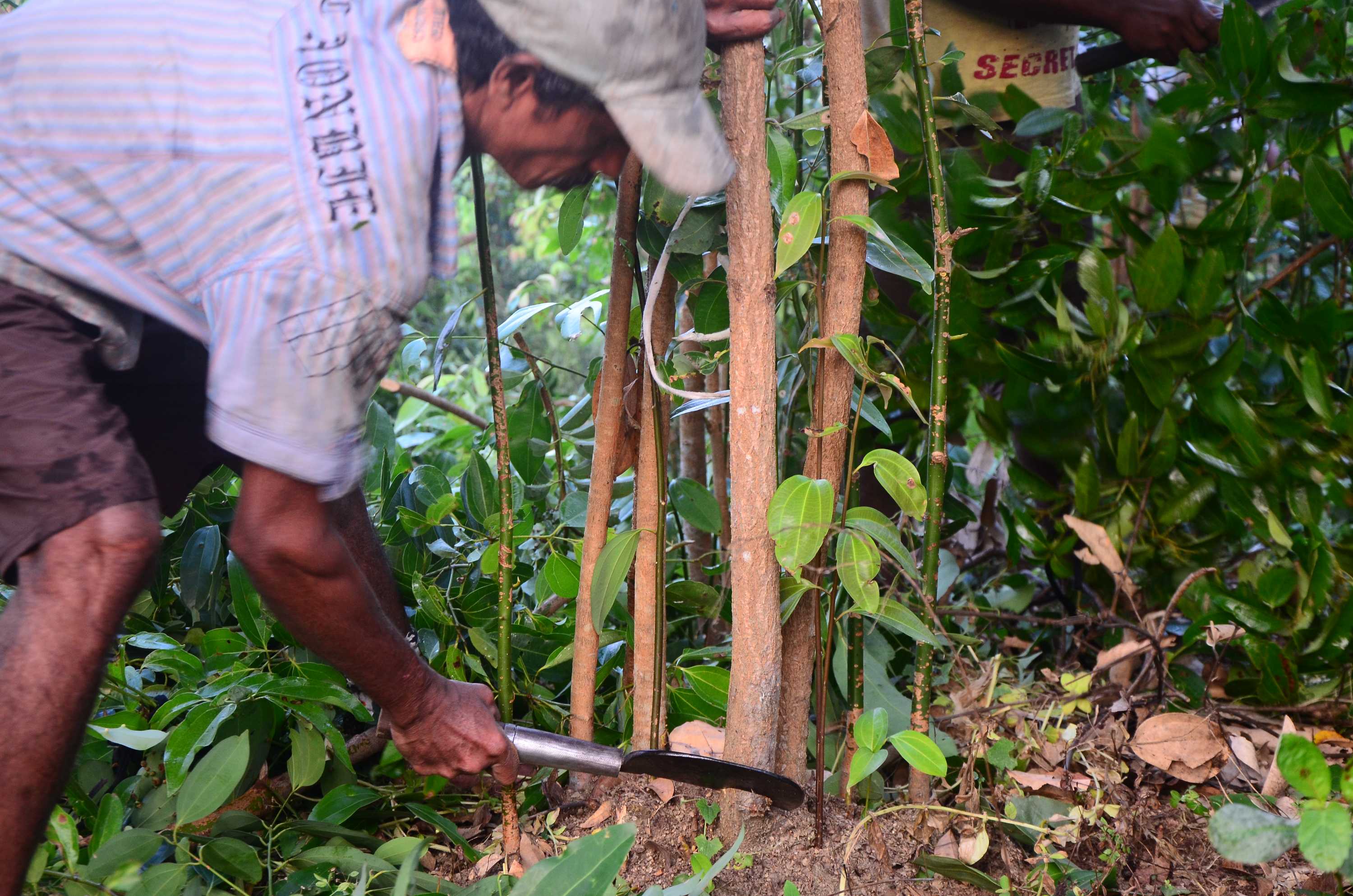 Brutalised and Sri Lankan cinnamon peelers recognised in new