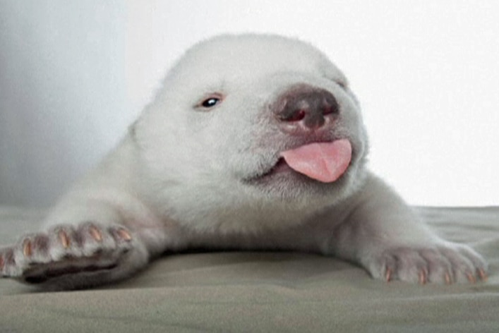 Polar bear cub