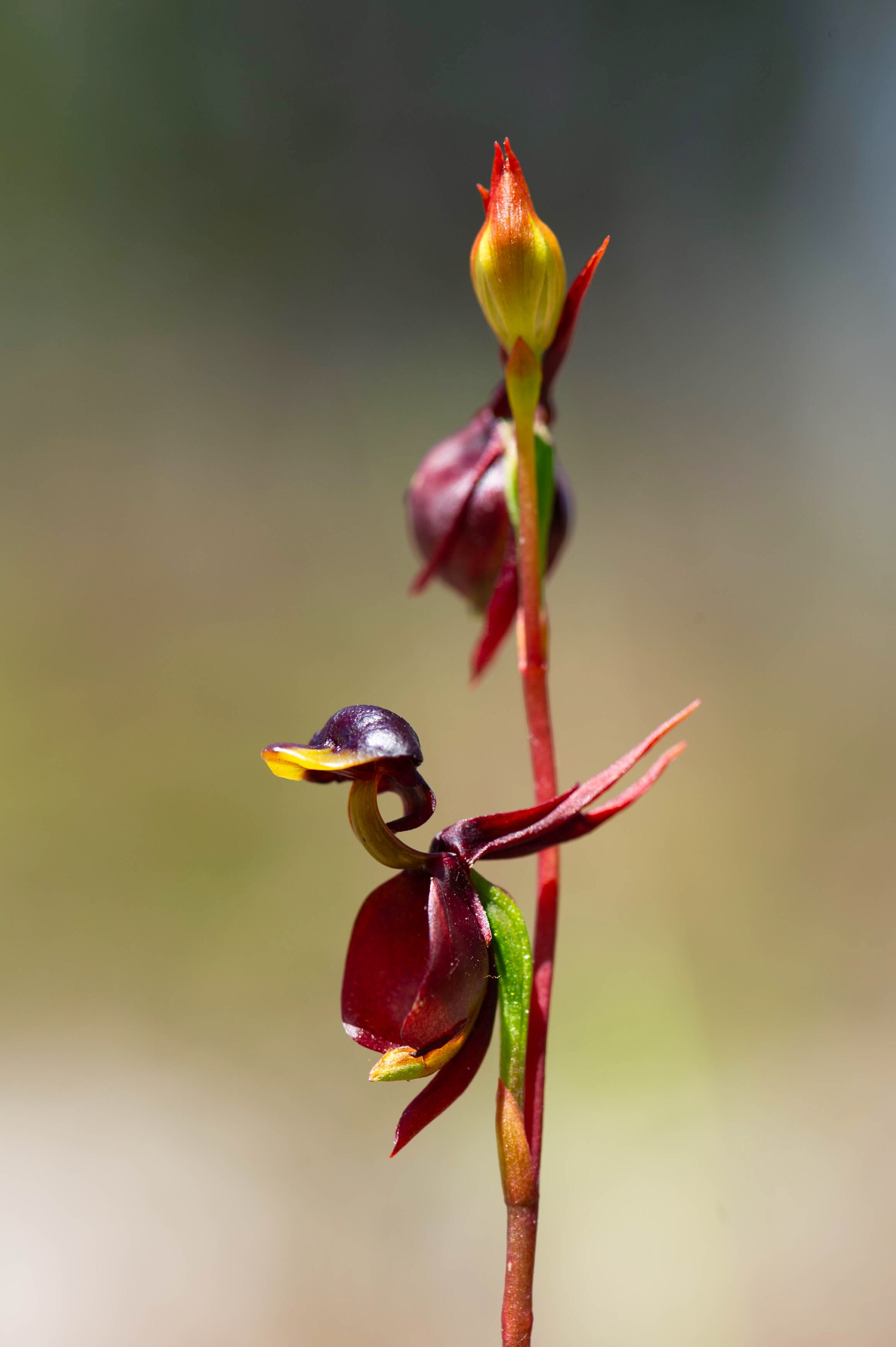 A close-up photograph of a burgundy-coloured flying duck orchid 