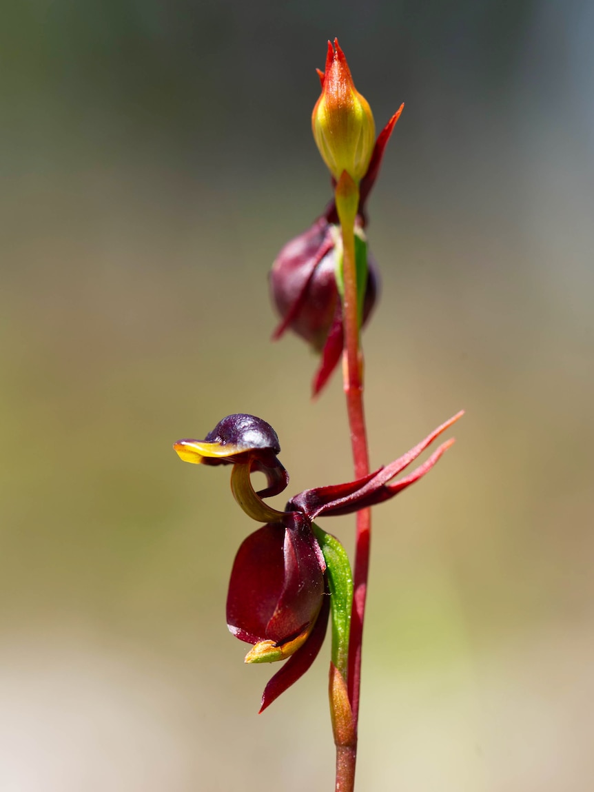 A close-up photograph of a burgundy-coloured flying duck orchid 