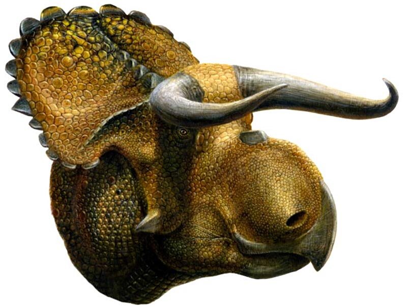 Artist's impression of Nasutoceratops titusi