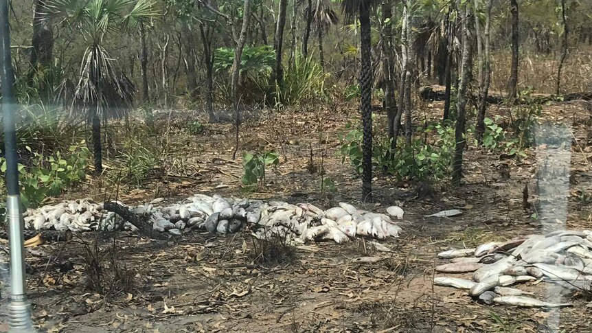 Piles of reef fish dumped in bushland.