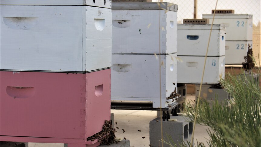 A row of artificial bee hives.