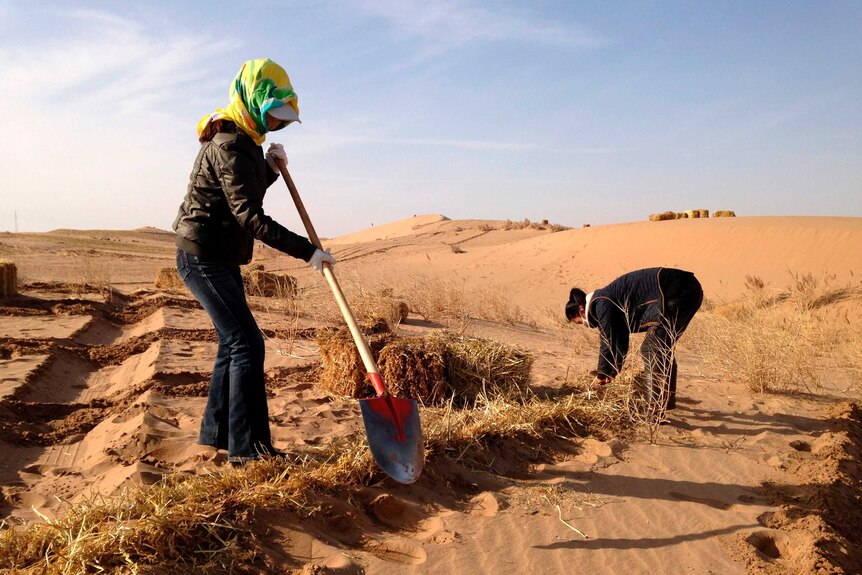 Two women plant grass in desert sand.