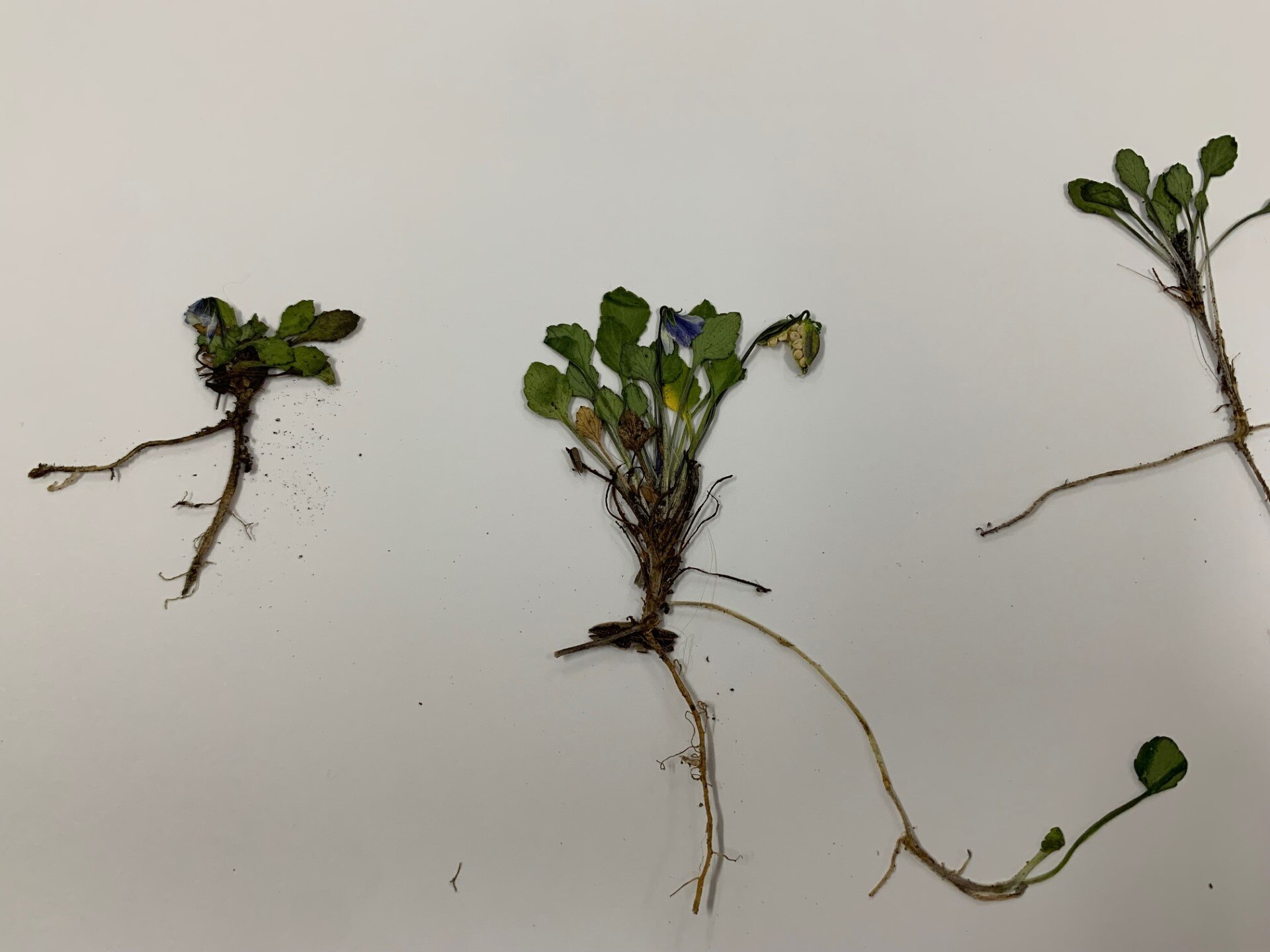 A pressed small purple flower