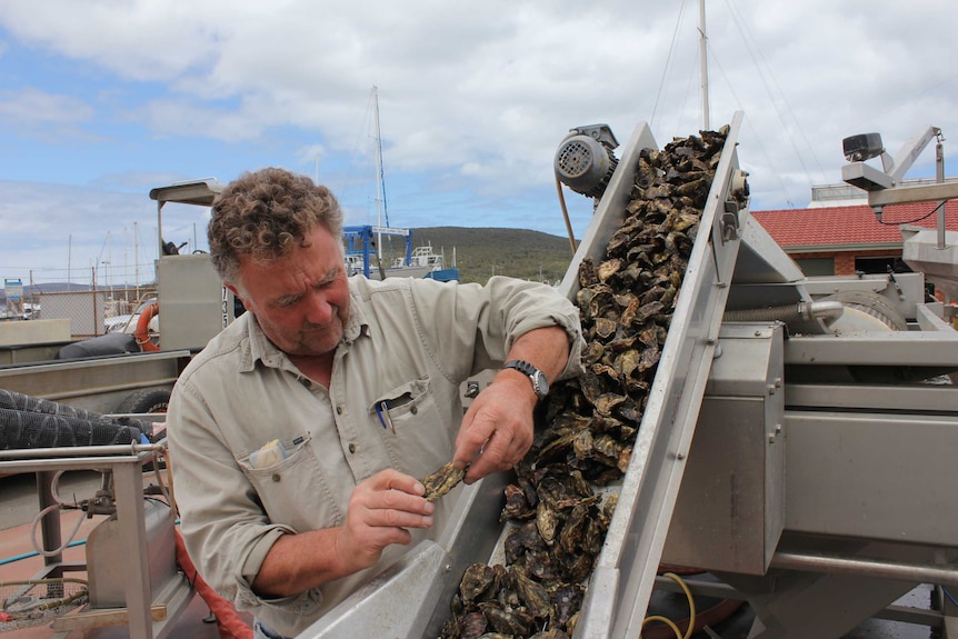 Oceans Foods International director Gareth James checking on the grading process at his farm.