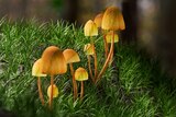 Yellow mushrooms set against bright green grass.