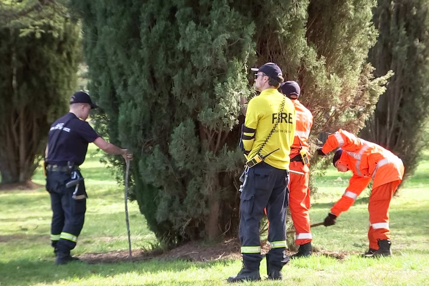 Police, firefighters and SES workers search around a tree in a park.