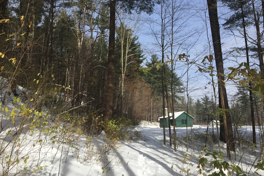 Green cabin surrounded by snow in the woods.