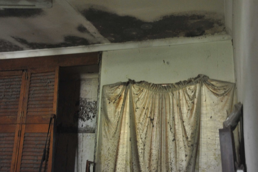 A bedroom covered in a thick layer of mould.