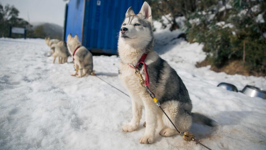 Husky puppy in the snow