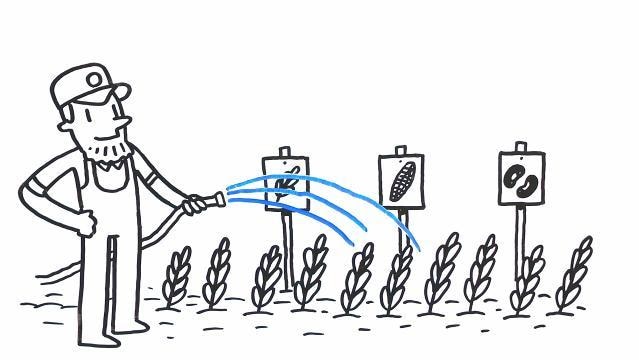 Drawing of farmer watering crops with hose