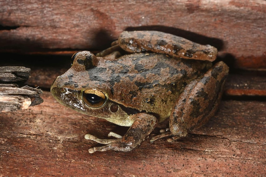 A close up photo of a brown and black marked frog sitting on a rock