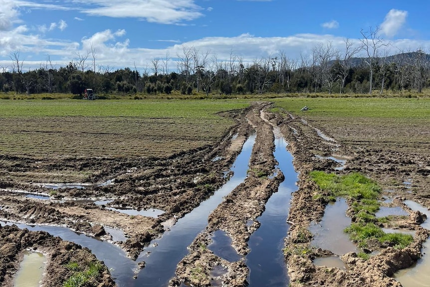 Wet and muddy paddocks with water filled tracks.