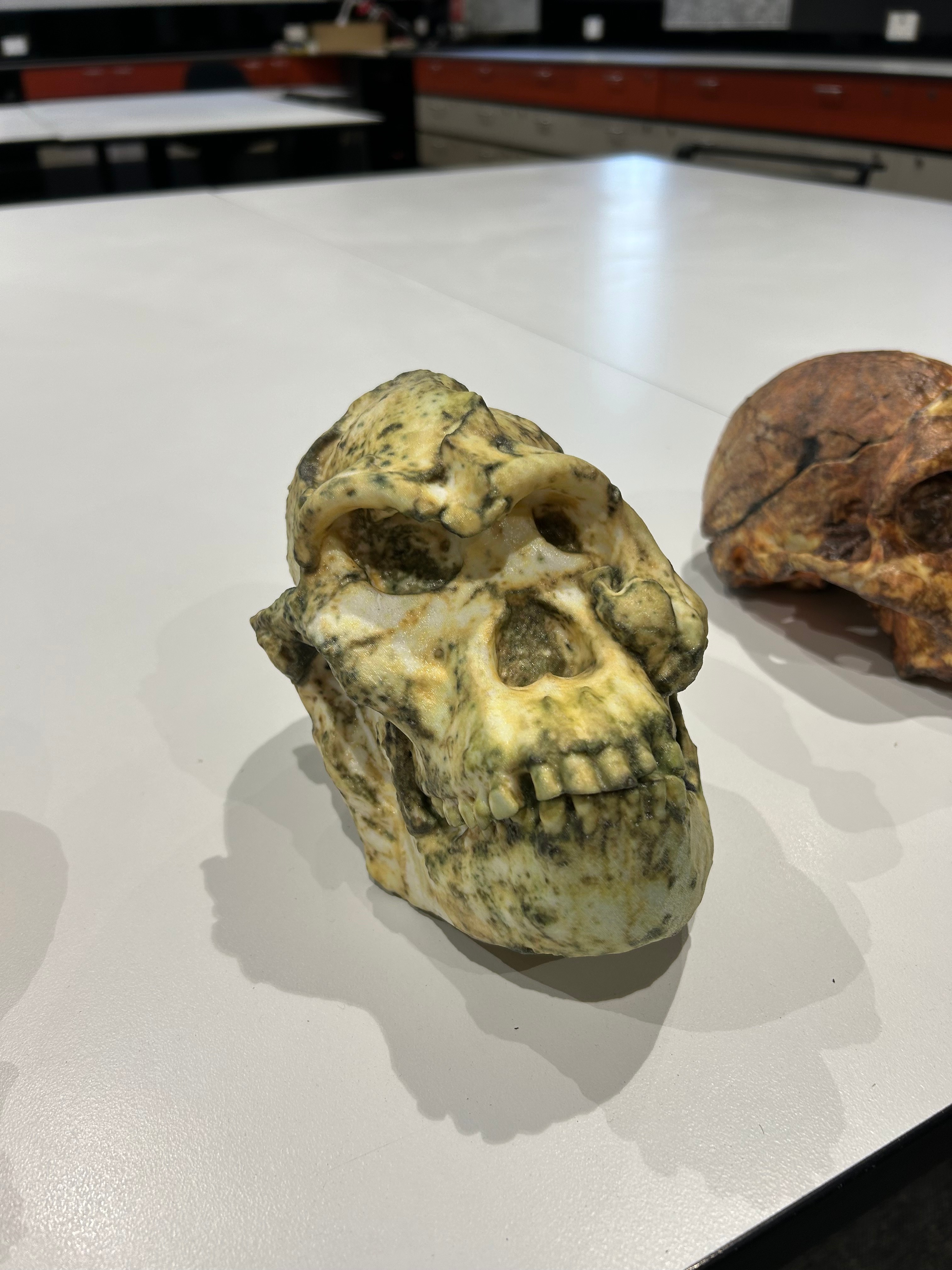 The fuss over Little Foot's identity