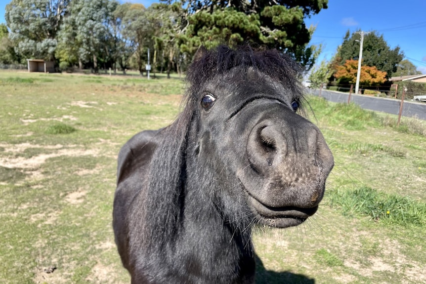 A close up image of a black miniature horse