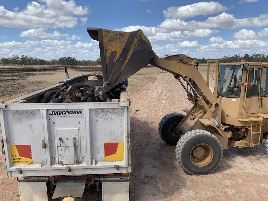 A front-end loader tips pig carcasses into truck trailer.