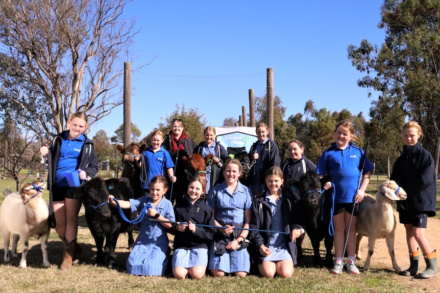 A group shot of around 20 primary school students with cows and goats