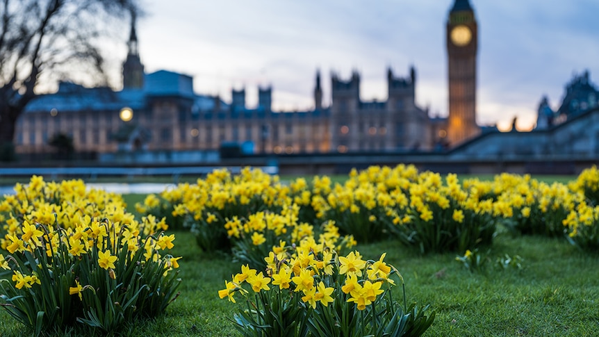 Daffodils and grass with a view of parliament and Big Ben in the distance.