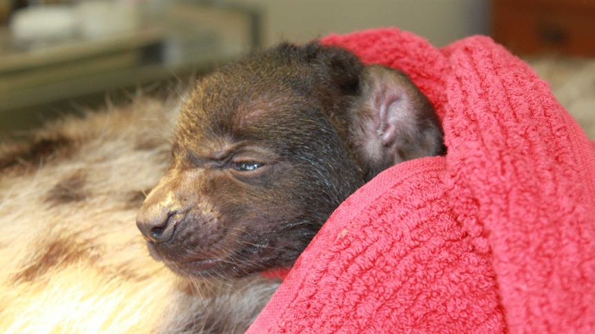 Monarto hyena born by caesarean section