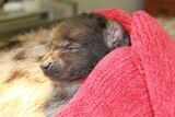 Monarto hyena born by caesarean section