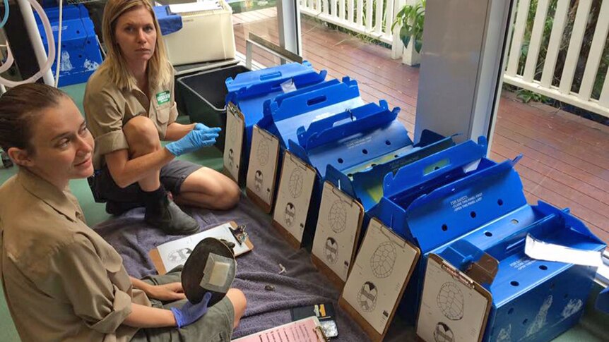 Staff tend to injured turtles at Currumbin Wildlife Hospital