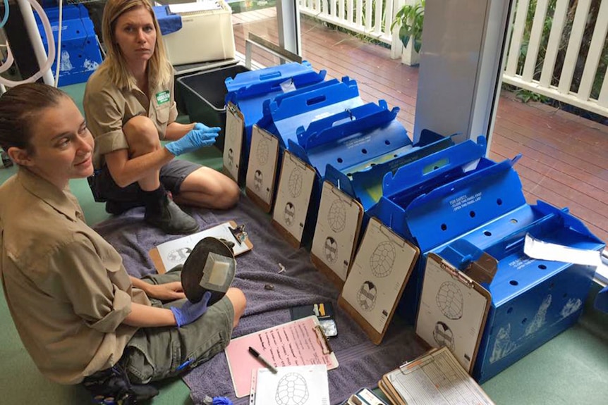 Staff tend to injured turtles at Currumbin Wildlife Hospital