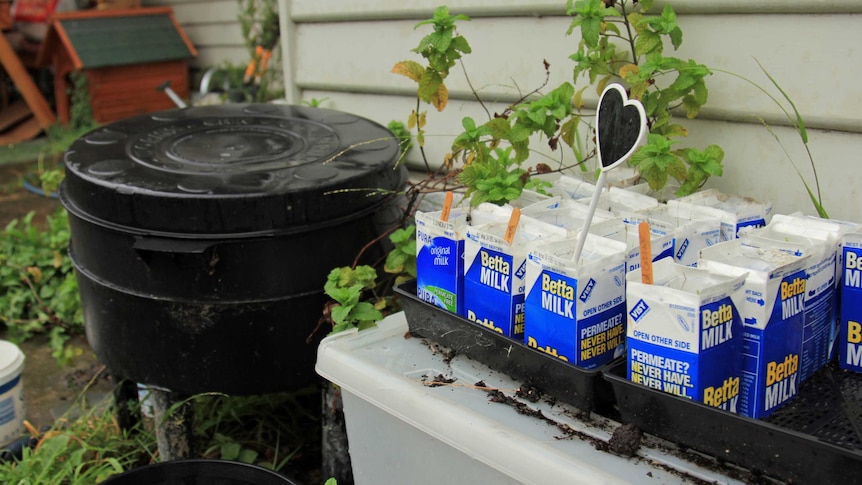 Using milk cartons for seedlings