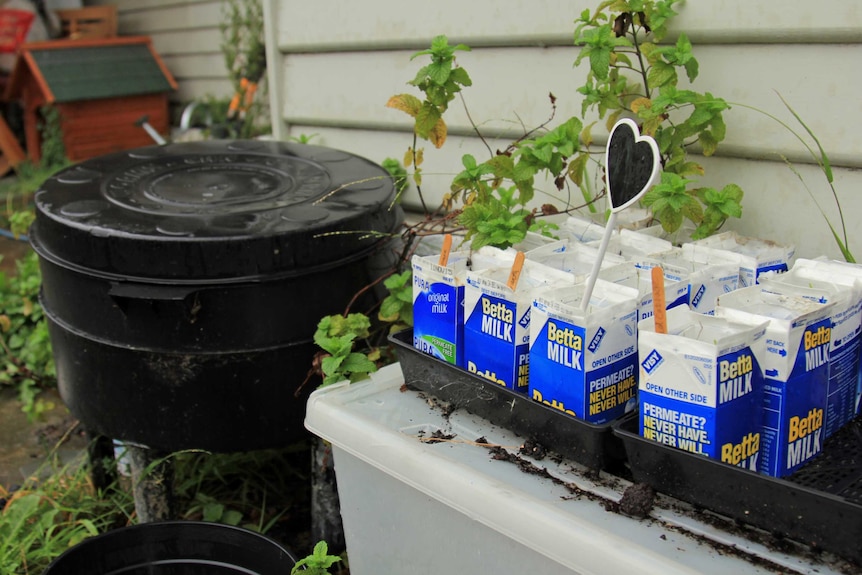 Using milk cartons for seedlings