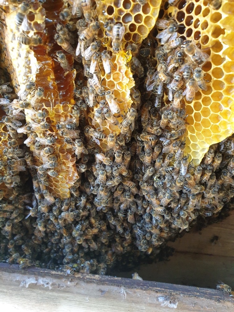 A bee hive with honeycomb and bees everywhere. 