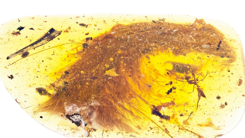 A piece of amber with a feather inside it