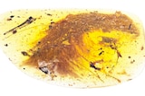 A piece of amber with a feather inside it