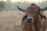 A Brahman bull in the Kimberley