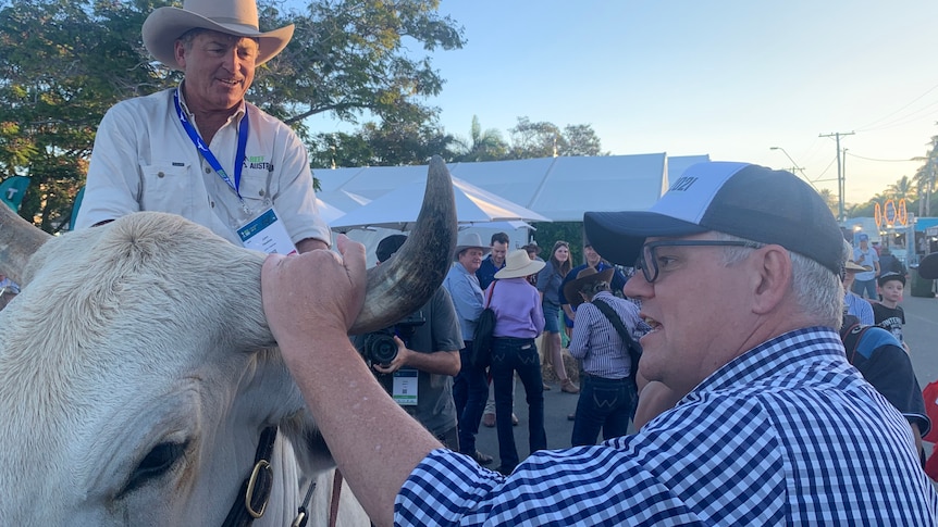 Scott Morrison, casually dressed, grips the horn of a bull being ridden by a man in a stetson.