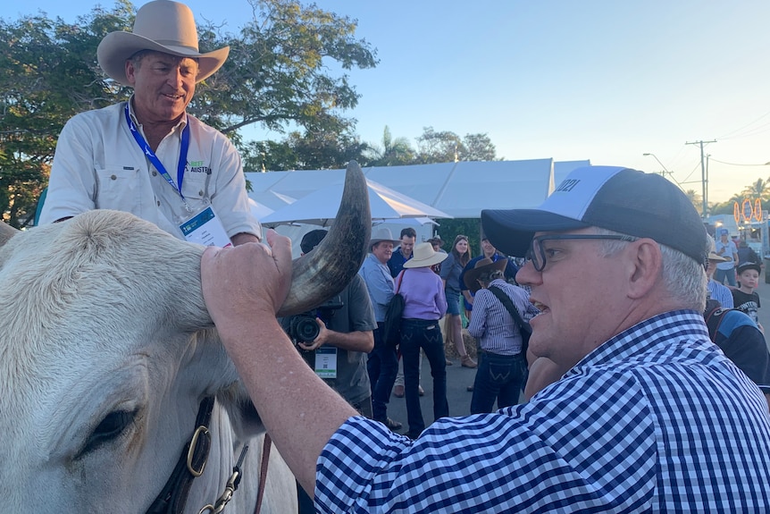 Scott Morrison, casually dressed, grips the horn of a bull being ridden by a man in a stetson.