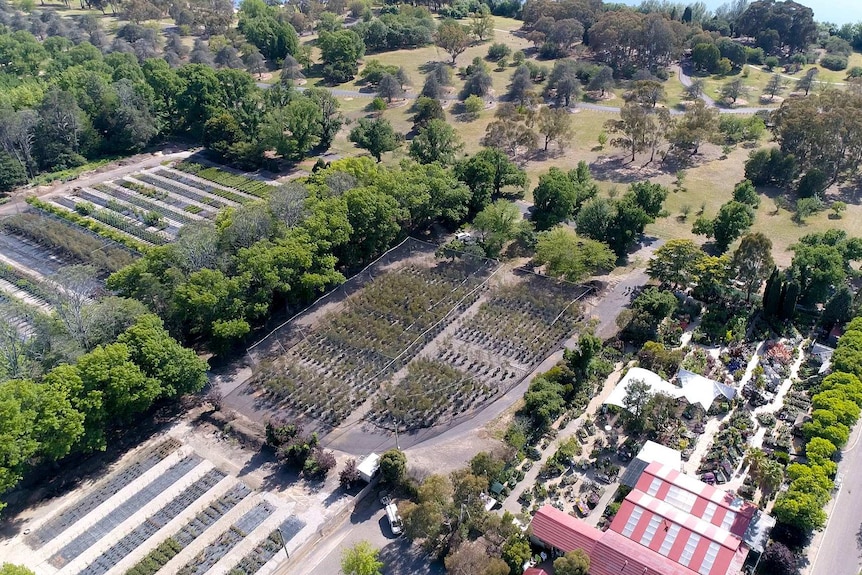 A bird's eye view of trees at the Yarralumla Nursery in Canberra.
