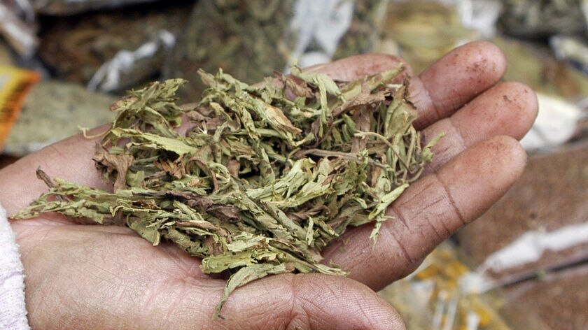 A hand holds a crop of dried stevia leaves (a natural sweetener)