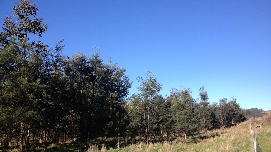 Young blue gum trees planted in a corridor