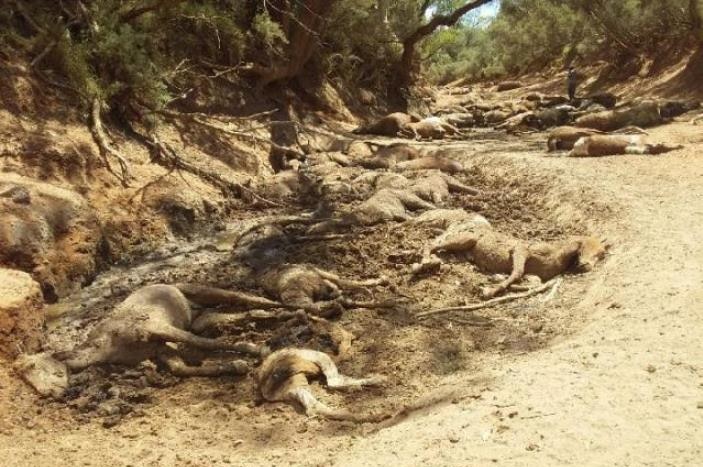 Brumby bodies decomposing in a creek bed near Santa Teresa.