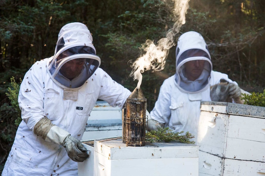 two men are wearing suits smoking their hives with thousands of bees in them.