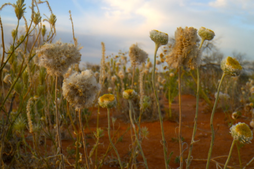 Flowers growing from red sand