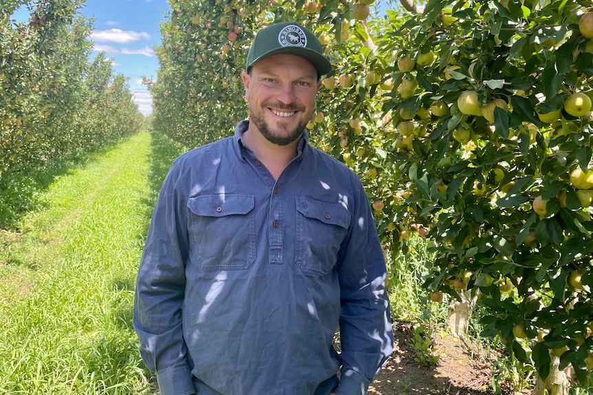 A man in a blue shirt and green cap stands in a row of apple in an orchard 