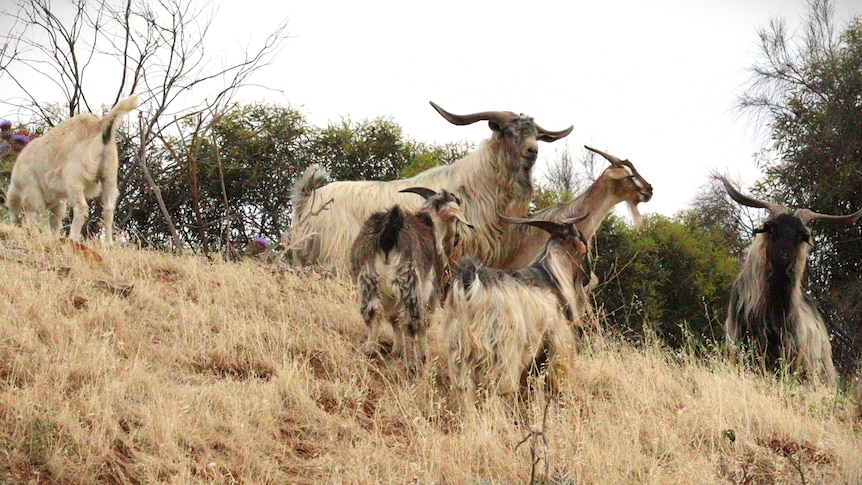A pack of five feral goats stand on a grassy hill